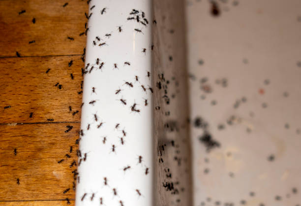 Best Affordable Pest Control Services  in Bethlehem, NC