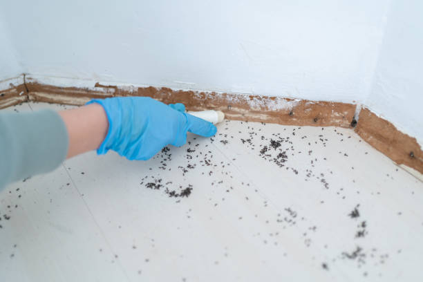 Best Ant Control Services  in Bethlehem, NC